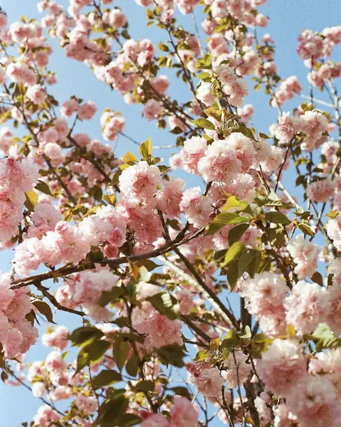 Bahçedeki güzel çiçekler