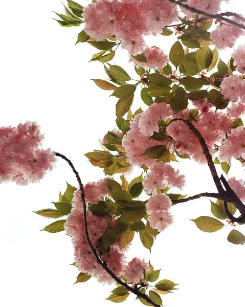 Beyaz arka planda güzel bahar çiçekleri