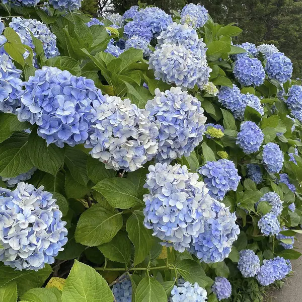 Bahçedeki ortanca çiçekleri