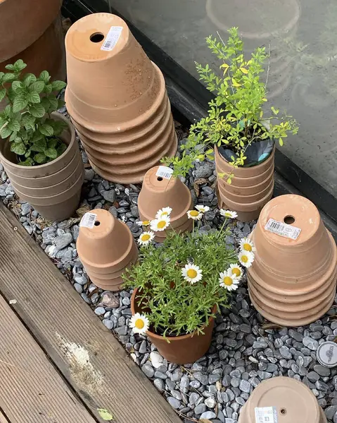 Bahçedeki güzel çiçekler