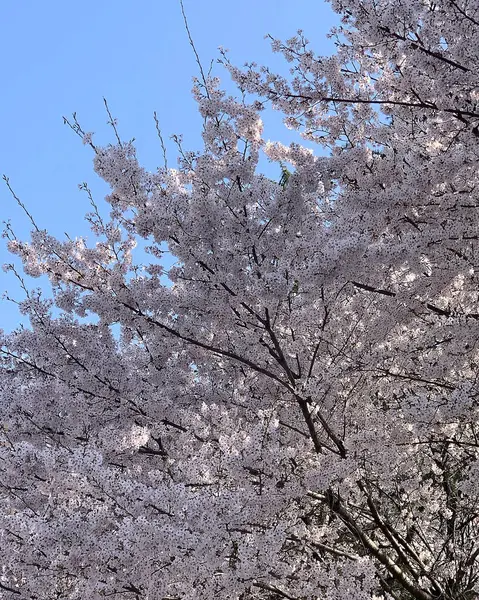 Gökyüzünde güzel bahar çiçekleri