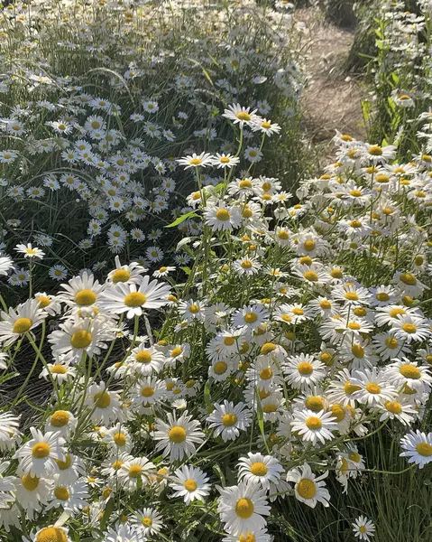 Bahçedeki güzel çiçekler