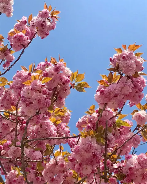 Güzel pembe çiçekler, baharda çiçek.