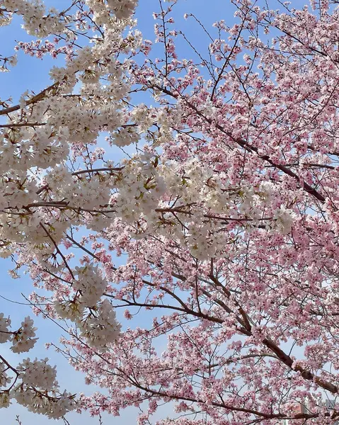 İlkbaharda kiraz çiçekleri, sakura, kiraz çiçekleri