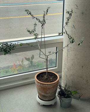 Saksıda yeşil bitki