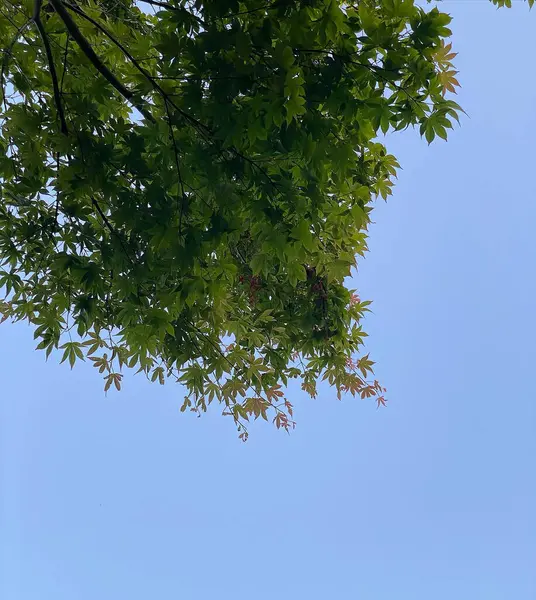 Ormanda yeşil yapraklar