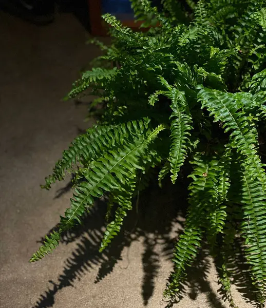 Eğreltiotu yaprakları bahçede