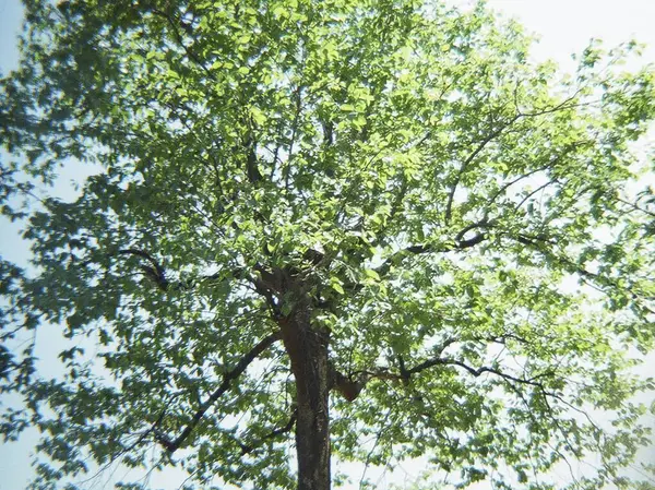 Ormandaki yeşil yapraklar