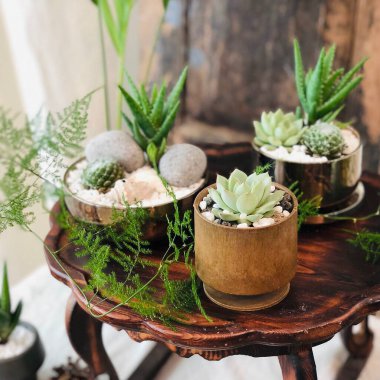 Beyaz ahşap masada saksıda sulu bitkiler.