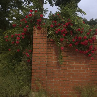 Ağaçlı kırmızı tuğla duvar
