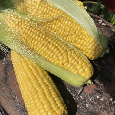 mısır koçanları ve koçanlardan.