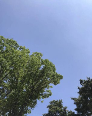 Ormanın güzel manzarası