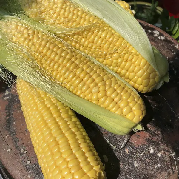 mısır koçanları ve koçanlardan.