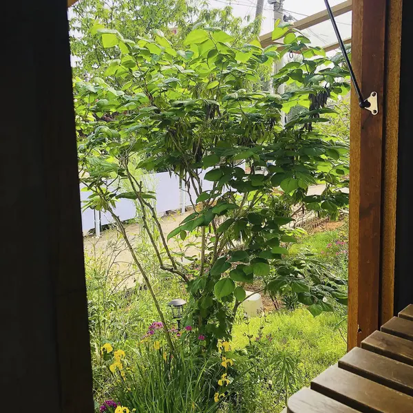 Güzel botanik fotoğrafı, doğal duvar kağıdı.