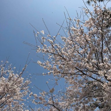 İlkbaharda kiraz çiçekleri