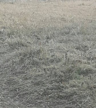 tarladaki kuru otlar