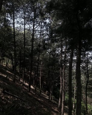 Dağlardaki güzel orman