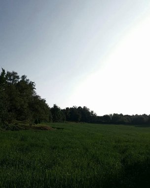 Ormandaki yeşil alan