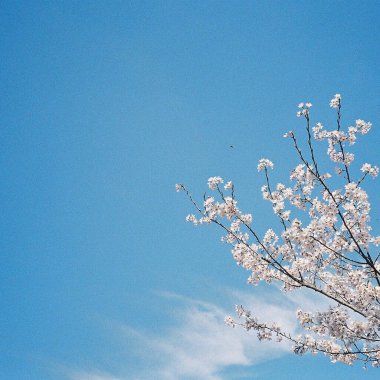 Bahçedeki güzel çiçekler