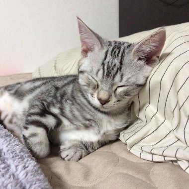 Uyuyan sevimli kedi portresi