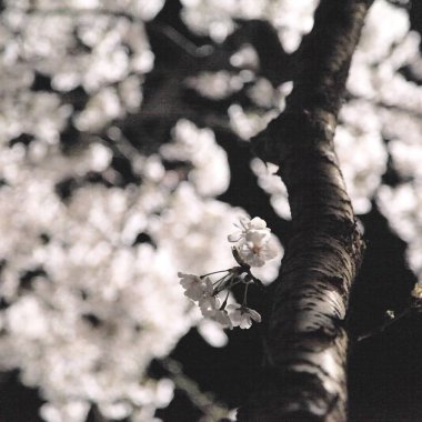 Güzel botanik fotoğrafı, doğal duvar kağıdı.