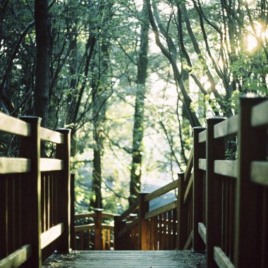 Ormanda ahşap köprü