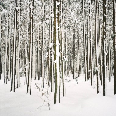 Ocak ayında parktaki karlı kış ormanı