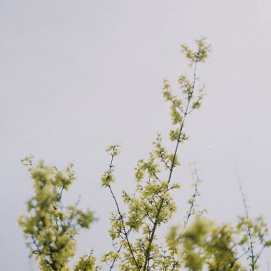 Güzel botanik fotoğrafı, doğal duvar kağıdı.
