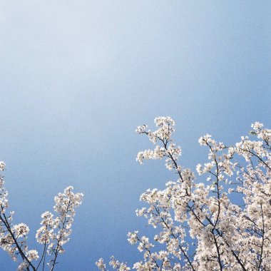 Güzel botanik fotoğrafı, doğal duvar kağıdı.