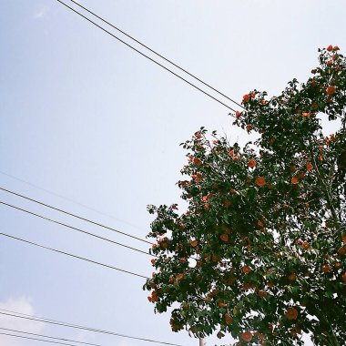 Güzel botanik fotoğrafı, doğal duvar kağıdı.