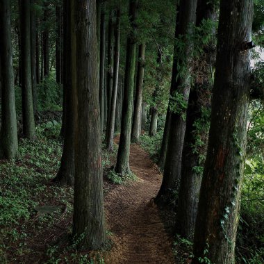 Çam ormanında bir patika. yüksek kaliteli fotoğraf