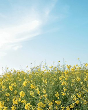 Tarladaki güzel çiçekler