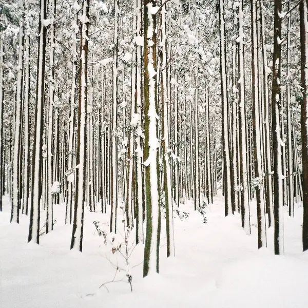 Ocak ayında parktaki karlı kış ormanı