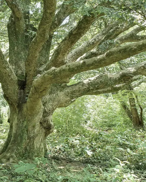 Ormandaki yaşlı meşe ağacı