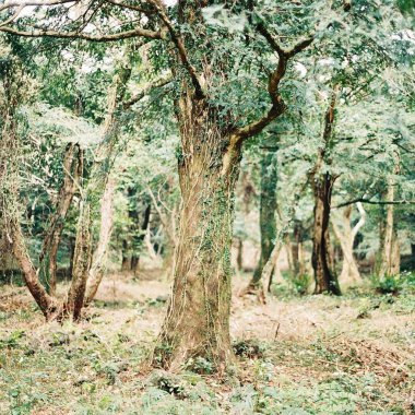Arka planda ağaçlar olan bir çam ormanının dikey görüntüsü.