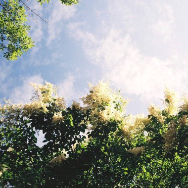 Güzel botanik fotoğrafı, doğal duvar kağıdı.