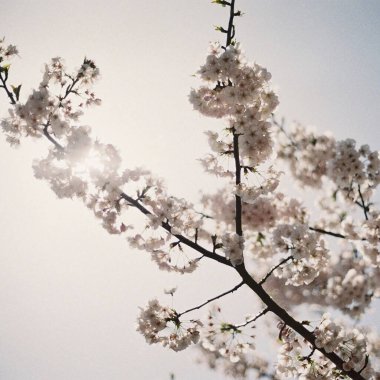 İlkbaharda kiraz çiçeği