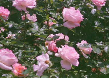 Bahçedeki güzel çiçekler