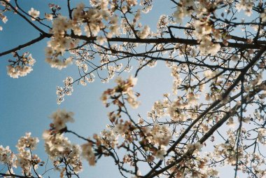 Güzel botanik fotoğrafı, doğal duvar kağıdı.