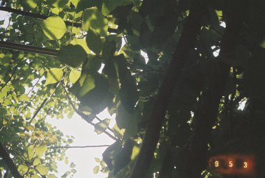 Güzel botanik fotoğrafı, doğal duvar kağıdı.