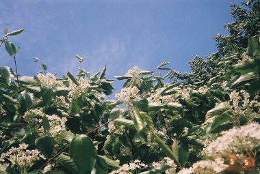 Güzel botanik fotoğrafı, doğal duvar kağıdı.