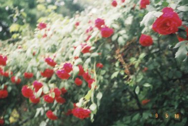 Bahçedeki güzel çiçekler