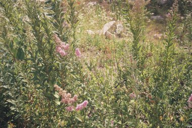 Güzel botanik fotoğrafı, doğal duvar kağıdı.