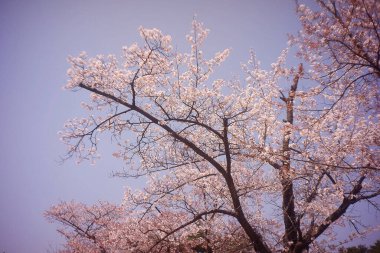 Bahçedeki güzel çiçekler