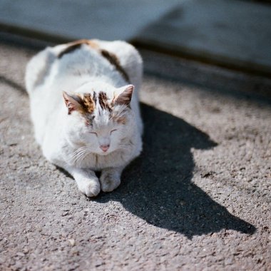 Kedi yerde yatıyor.