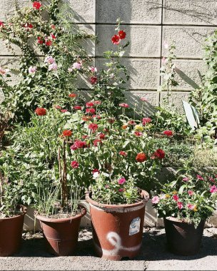 Bahçedeki güzel çiçekler