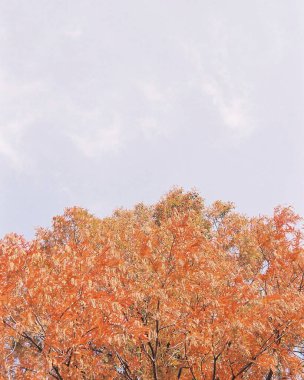 Sonbahar yaprakları, sonbahar bitkileri