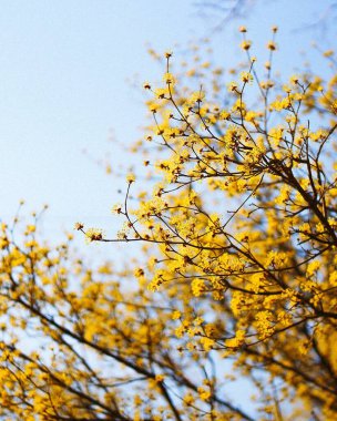 Güzel botanik fotoğrafı, doğal duvar kağıdı.