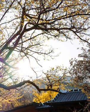 Güzel sonbahar yaprakları, bitki örtüsü