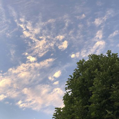 Ormanın güzel manzarası